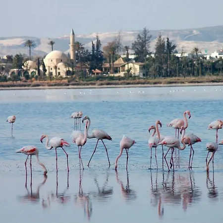 Appartement Penelopi Court 102